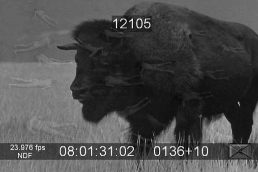 buffalo